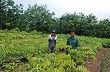 Sau 7 năm phát triển cây cao su ở Sơn La 